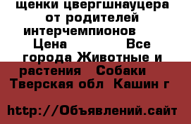 щенки цвергшнауцера от родителей интерчемпионов,   › Цена ­ 35 000 - Все города Животные и растения » Собаки   . Тверская обл.,Кашин г.